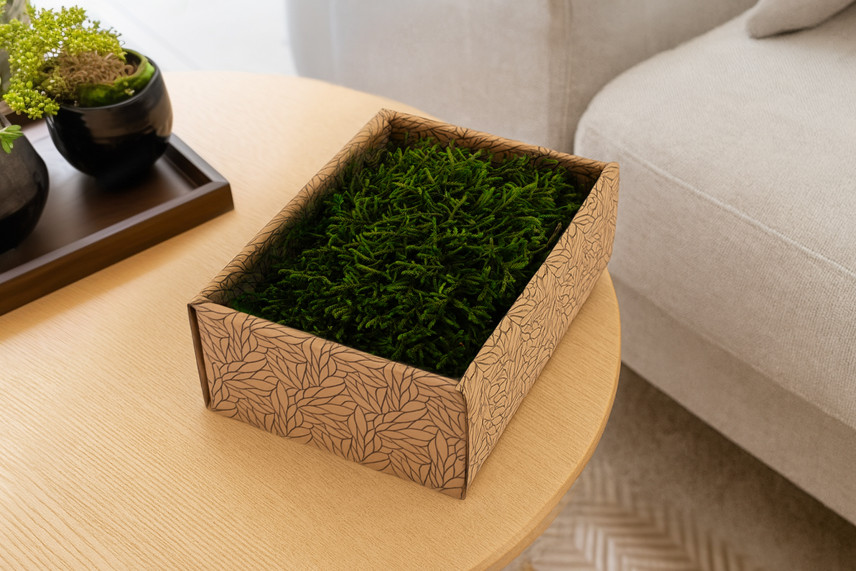 Preserved Long Moss - Creabox S - Green