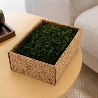 Preserved Long Moss (Creabox S)