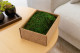 Preserved Sheet Moss - Creabox S - Green 1