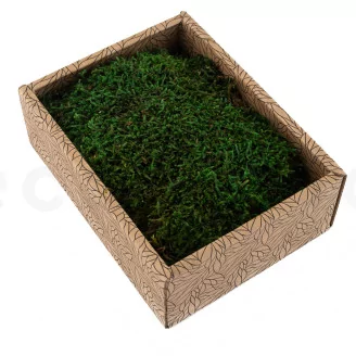 Preserved Sheet Moss (Creabox S)