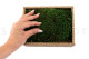 Preserved Sheet Moss - Creabox S - Green 4