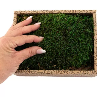 Preserved Sheet Moss (Creabox S)