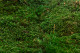 Preserved Sheet Moss - Creabox S - Green 3