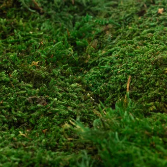 Preserved Sheet Moss (Creabox S)