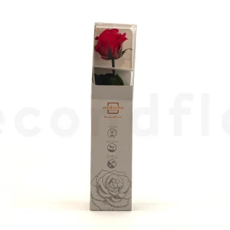 Preserved Rose on Stem 12" Red - Individual Gift Box (set of 25)