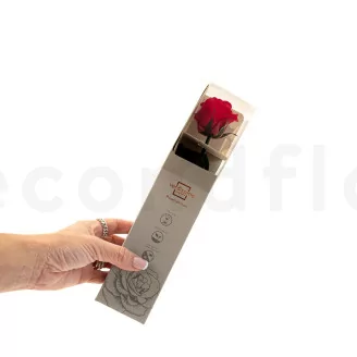 Preserved Rose on Stem 12" Red - Individual Gift Box (set of 25)