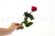 Preserved Roses on stem 30cm - Gift Box 25 Units - Red 3