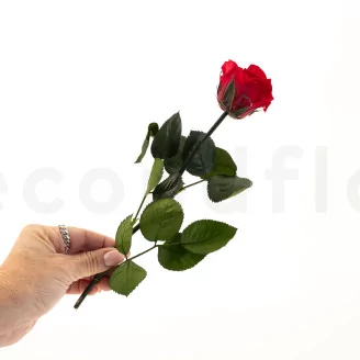 Preserved Rose on Stem 12" Red - Individual Gift Box (set of 25)