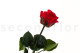 Preserved Roses on stem 30cm - Gift Box 25 Units - Red 7