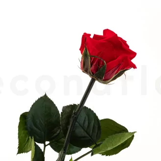 Preserved Rose on Stem 12" Red - Individual Gift Box (set of 25)