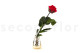 Preserved Roses on stem 30cm - Gift Box 25 Units - Red 8