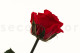 Preserved Roses on stem 30cm - Gift Box 25 Units - Red 9