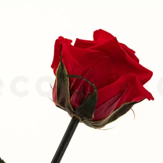 Preserved Rose on Stem 12" Red - Individual Gift Box (set of 25)