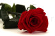 Preserved Roses on stem 12" - Gift Box 25 Units - Red 10