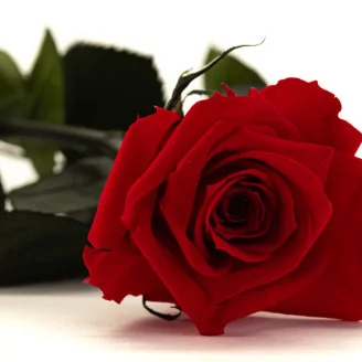 Preserved Rose on Stem 12" Red - Individual Gift Box (set of 25)