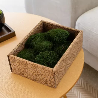 Preserved Mini Pole Moss Nature Green (Creabox S)