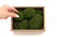 Preserved Mini Pole Moss Nature Green (Creabox S) 5