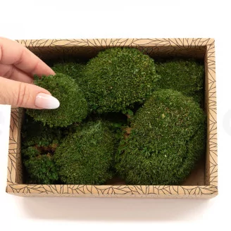 Preserved Mini Pole Moss Nature Green (Creabox S)