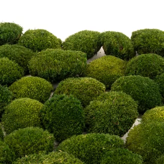 Preserved Mini Pole Moss Nature Green (Creabox S)