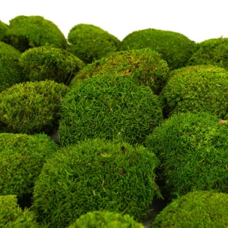 Preserved Mini Pole Moss Light Green (Creabox S)