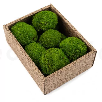 Preserved Mini Pole Moss Light Green (Creabox S)