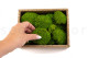Preserved Mini Pole Moss - Creabox S - Light Green 4