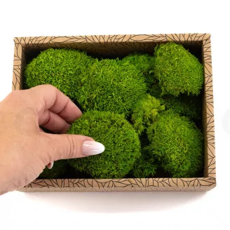 Preserved Mini Pole Moss Light Green (Creabox S)