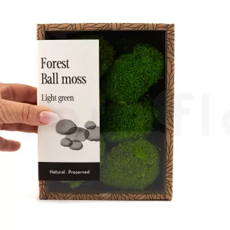 Preserved Mini Pole Moss Light Green (Creabox S)