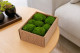 Preserved Mini Pole Moss - Creabox S - Light Green 1