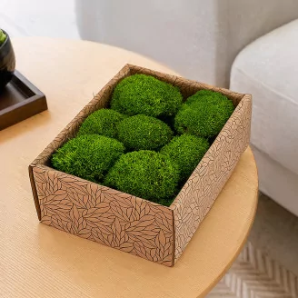 Preserved Mini Pole Moss Light Green (Creabox S)