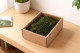 Preserved Air Fern Green (Creabox S) 1