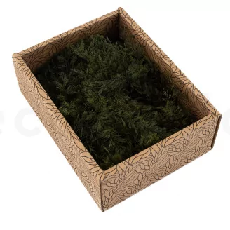 Preserved Air Fern Green (Creabox S)