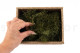 Preserved Air Fern Green (Creabox S) 5