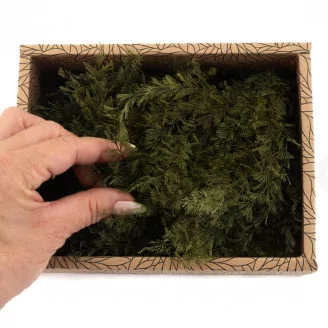 Preserved Air Fern Green (Creabox S)