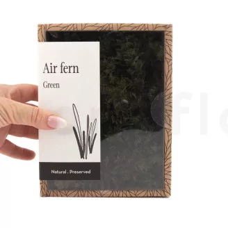 Preserved Air Fern Green (Creabox S)