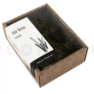 Preserved Air Fern Green (Creabox S)