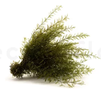 Preserved Air Fern Green (Creabox S)