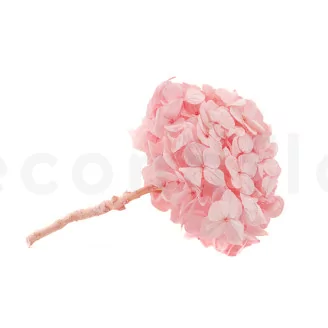 Preserved Hydrangea Bridal Pink