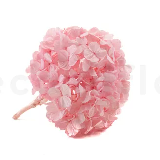 Preserved Hydrangea Bridal Pink
