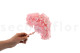 Preserved Hydrangea Bridal Pink 3