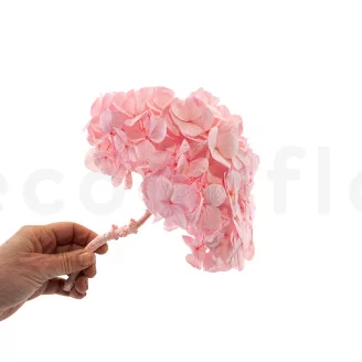 Preserved Hydrangea Bridal Pink