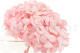 Preserved Hydrangea Kiara - Bridal Pink 4