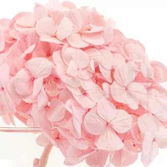 Preserved Hydrangea Bridal Pink