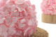 Preserved Hydrangea Bridal Pink 6
