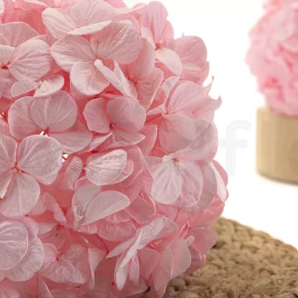 Preserved Hydrangea Bridal Pink