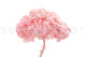Preserved Hydrangea Kiara - Bridal Pink 9