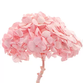 Preserved Hydrangea Bridal Pink