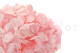 Preserved Hydrangea Bridal Pink 8