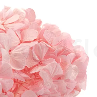 Preserved Hydrangea Bridal Pink