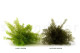 Preserved Air Fern Light Green (Creabox S) 7
